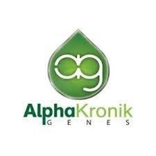 Alpha Kronik Genetics High Roller Alphakronik X Sin City Kush 1 1