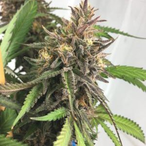 Cherry Sage 6 e1550596575435