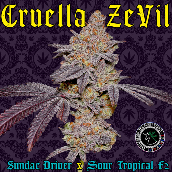 Cruella Zevil Superior