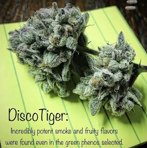 Disco Tiger 2