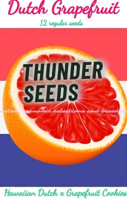 Dutch Grapefruit Art thunder seeds