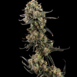 Dutch Grapefruit thunder seeds
