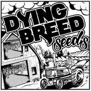 Dying Breed Seeds Blackberry Pudding Blackberry Kush x Banana Pudding 1 1