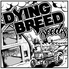 Dying Breed Seeds Lemon Bean 365 Lemontree x OG Eddy