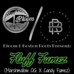 Fluff Fumez bloom and boston roots