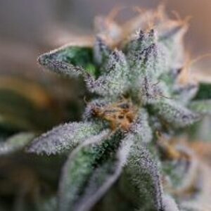 Geist Grow Sapphire Geist Regular Cannabis 1