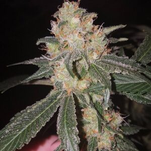 Geist Grow Super Harlequin