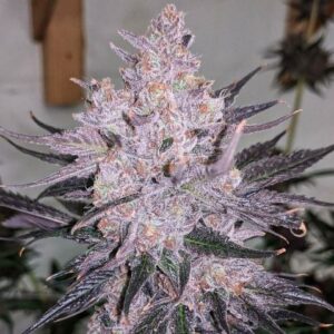 In House Genetic Jelly Johnson 2 1