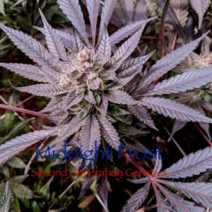 MIdnight Frost 1 second generation 1