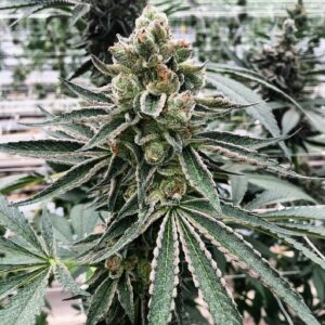 Mosca Negra Moonshine Cookies