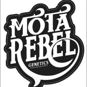 Mota Rebel Blockhead F2 Blockhead x Blockhead