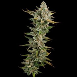 Oatmeal Raisin thunder seeds