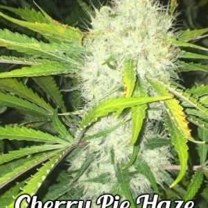 Relentless Genetics Cherry Pie Haze