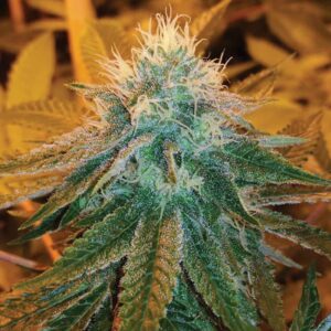 SHLEMONS 1024x1024 1 1 1 1 1