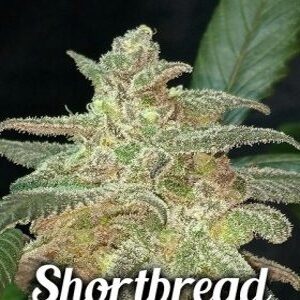 Second Generation Genetics Shortbread 1