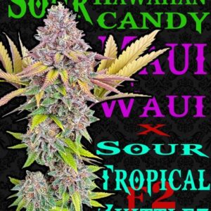 Sour Hawaiian Candy the plant stable