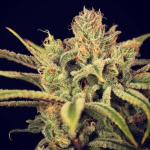 Sun Grown Genetics Blue Dragon 2