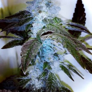 UFO Genetics Blueberry Breath F2 1