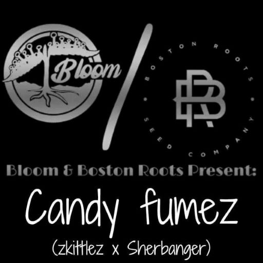 candy fumez bloom and boston roots