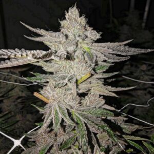 cherry pie guava wolf pack