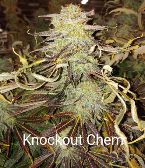 deep space creations knockout chem