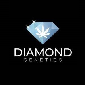 Diamond Rock Genetics
