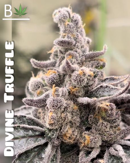 divine truffle beleaf cannabis