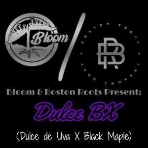 dulce bx bloom and boston roots
