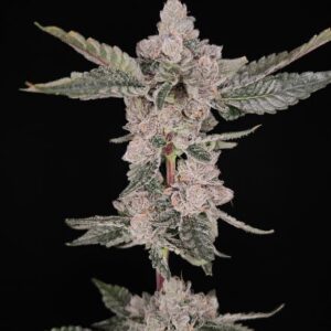 dunk contest 3 hidden group genetics