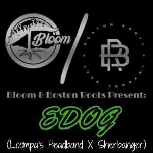 edog 1 Bloom and Boston roots