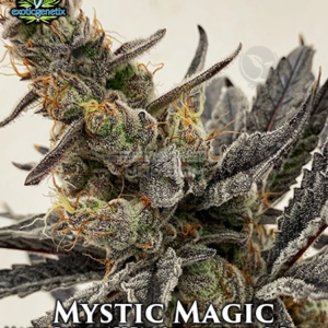 exotic genetix mystic magic 450x582 2