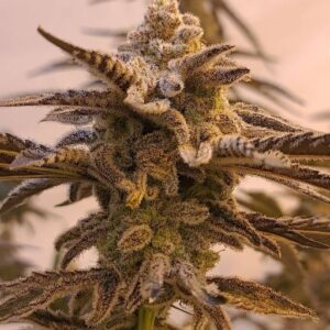 in house genetics applelicious