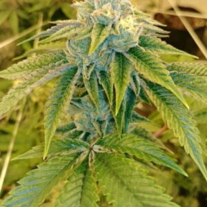 kush bush