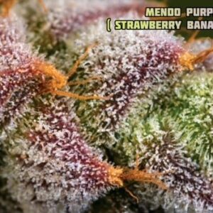 lempire farmaseed mendo purps x sbl