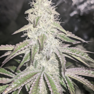 love buzz seattle chronic