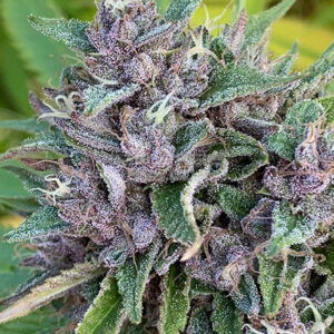 massive seeds purple lemon chem