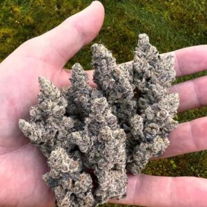 night moves exotic genetix