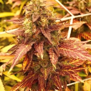 organicx genetics tropicana cherry 7