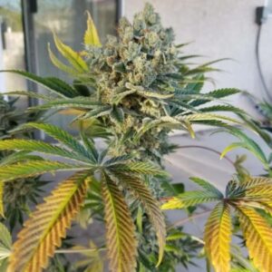 purple soda breath