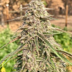 rogue valley massive 7 1