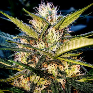 sour tart berry