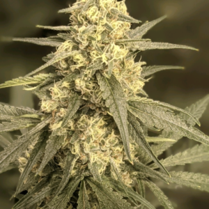 swagger lee seattle chronic