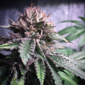 thug passion test e1553291399435