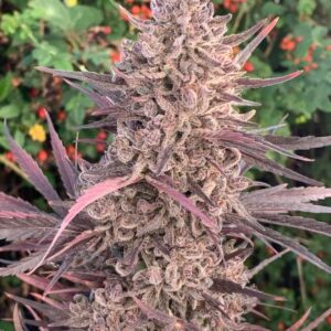 tropegranate massive 1