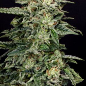 tropical skunk volcanic genetics