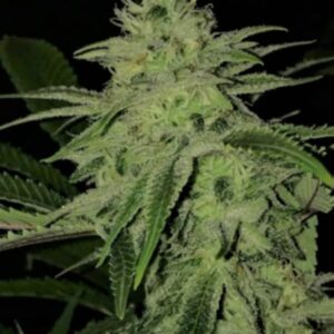 twisted lime og