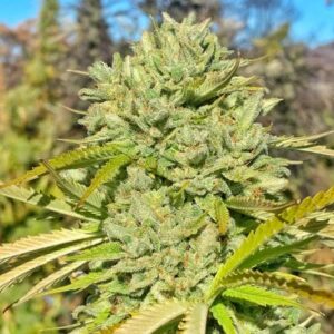 yuki sour diesel massive 1