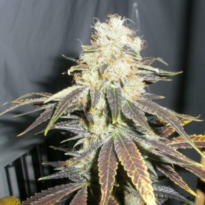 yzerkush