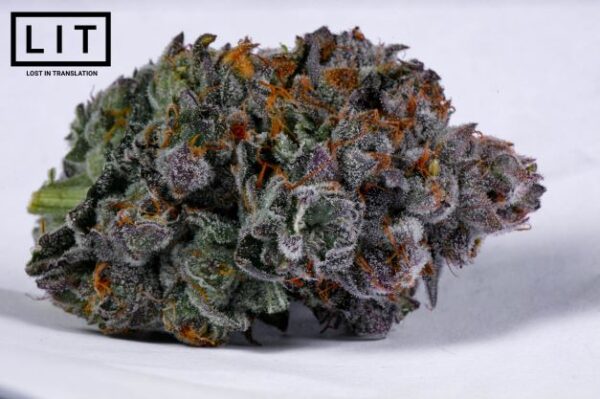 cat nip litfarms 7