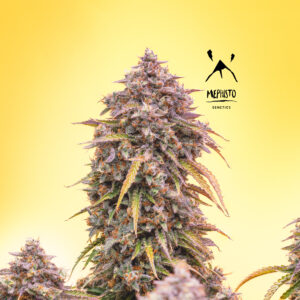 3 bears og strain image